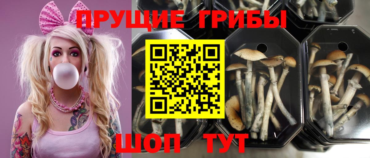 Псилоцибиновые грибы Psilocybe Миллерово